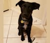 Ace, a German Shepherd Dog and American Pit Bull Terrier mix tested with EmbarkVet.com