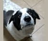 Photo of Catori, a Great Pyrenees, Border Collie, and Mixed mix in Houston, Texas, USA
