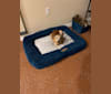 Samson, a Miniature Pinscher and Pomeranian mix tested with EmbarkVet.com