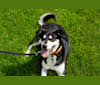 Kenji, a Siberian Husky and American Eskimo Dog mix tested with EmbarkVet.com