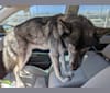 Zeke a dog tested with EmbarkVet.com