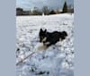 Annie, a Siberian Husky and German Shepherd Dog mix tested with EmbarkVet.com