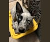 Monster X, an Australian Cattle Dog tested with EmbarkVet.com