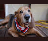 Old Boi, a Treeing Walker Coonhound tested with EmbarkVet.com