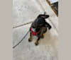 Leeroy Jenkins, a German Shepherd Dog and Australian Cattle Dog mix tested with EmbarkVet.com