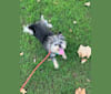 Carla, a Chihuahua and Miniature Schnauzer mix tested with EmbarkVet.com