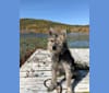 Bertie, a Siberian Husky and Australian Cattle Dog mix tested with EmbarkVet.com