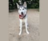 Ace, a Siberian Husky tested with EmbarkVet.com