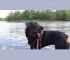 Ripley, a Rottweiler tested with EmbarkVet.com
