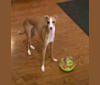 Nik, an Italian Greyhound tested with EmbarkVet.com