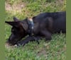 Photo of Jax, a German Shepherd Dog, Australian Cattle Dog, and Mixed mix
