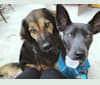 Zia, a Border Collie and American Bully mix tested with EmbarkVet.com