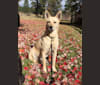 Ayla, a Siberian Husky and Labrador Retriever mix tested with EmbarkVet.com