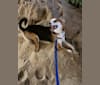Buddy, an Arabian Village Dog tested with EmbarkVet.com