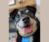 Buddy, a Chihuahua and Australian Cattle Dog mix tested with EmbarkVet.com
