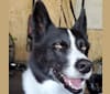 Dumaw Oakenshield, a Karelian Bear Dog tested with EmbarkVet.com