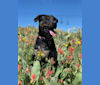 Murphy, a Bullmastiff and German Shepherd Dog mix tested with EmbarkVet.com