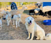 Photo of Calypso, a Great Pyrenees  in West Virginia, USA