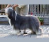 Mymlan, a Bearded Collie tested with EmbarkVet.com