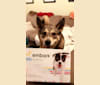 Kenobi, a Siberian Husky and German Shepherd Dog mix tested with EmbarkVet.com