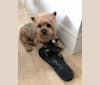 Photo of Teddy Bear, a Yorkshire Terrier  in Iowa, USA