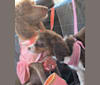 Photo of Coco, an English Springer Spaniel  in California, USA