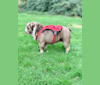 Indominus Rex "Lilac", a Bulldog tested with EmbarkVet.com