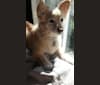 Hiroshi Katsu Matlock, a Poodle (Small) and Chihuahua mix tested with EmbarkVet.com