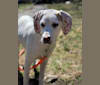 Winter, an American Foxhound and Labrador Retriever mix tested with EmbarkVet.com