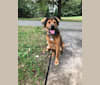 Ferris, an American Pit Bull Terrier and Miniature Pinscher mix tested with EmbarkVet.com