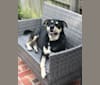 Zamboni, a Great Pyrenees and Rottweiler mix tested with EmbarkVet.com