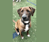 Finnick, a Staffordshire Terrier and Golden Retriever mix tested with EmbarkVet.com