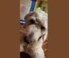 Dash, a Goldendoodle tested with EmbarkVet.com