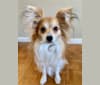 Jax, a Papillon tested with EmbarkVet.com