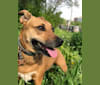 Pippa, an Australian Cattle Dog and Mountain Cur mix tested with EmbarkVet.com