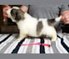 Mynney, a Pyrenean Mastiff tested with EmbarkVet.com