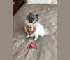 Skyler, a Pomeranian and Rat Terrier mix tested with EmbarkVet.com