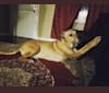 Davis, an American Pit Bull Terrier and Siberian Husky mix tested with EmbarkVet.com