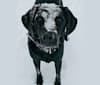 Anya Marie, a Labrador Retriever and Redbone Coonhound mix tested with EmbarkVet.com