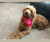 Layla, a Goldendoodle tested with EmbarkVet.com