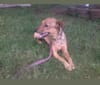 Nala, a Beagle and Norwegian Elkhound mix tested with EmbarkVet.com