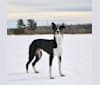 Proven, a Border Collie and Whippet mix tested with EmbarkVet.com