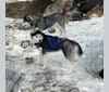 Aspen, a Siberian Husky tested with EmbarkVet.com