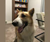 Zeus, a German Shepherd Dog and Siberian Husky mix tested with EmbarkVet.com
