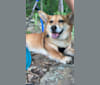 Photo of Major, a Keeshond, Chow Chow, Beagle, Pomeranian, and American Eskimo Dog mix in Fairfax, Virginia, USA