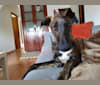 Ares, a Western European Village Dog tested with EmbarkVet.com