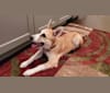 Juniper, a Great Pyrenees and Border Collie mix tested with EmbarkVet.com