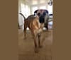 Baloo, a Cane Corso and Labrador Retriever mix tested with EmbarkVet.com