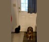 Gus, a Beagle and Labrador Retriever mix tested with EmbarkVet.com