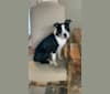 Oreo Hammons “Taega”, an American Pit Bull Terrier and German Shepherd Dog mix tested with EmbarkVet.com